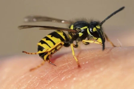Brennpunkt Allergologie: Insektengift-Allergie: Therapie und Notfallmanagement
