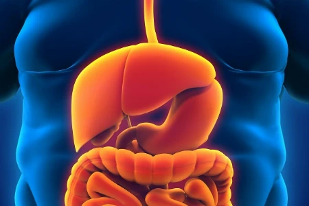 Fett, Stoffwechsel, Leber: Die stille Verbindung von Adipositas und MASLD