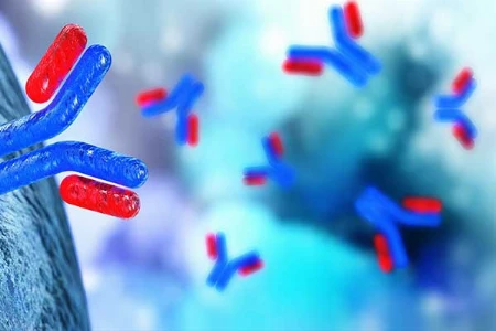 Neutralisierende Antikörper in der Botulinum Neurotoxin-Therapie