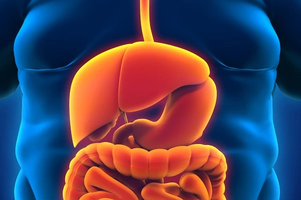 Fett, Stoffwechsel, Leber: Die stille Verbindung von Adipositas und MASLD