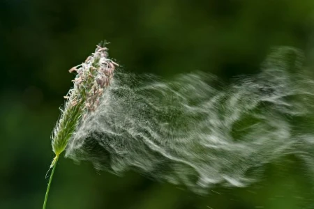 Allergologie – Perspektiven und Entwicklungen