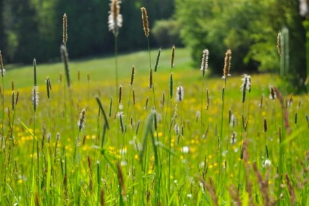 Facettenreich: Die Welt der Allergenimmuntherapie (01. März)